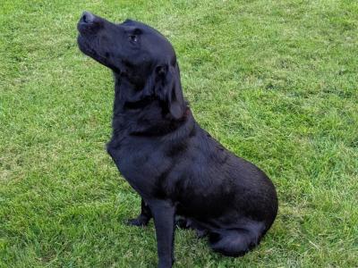 Lovely IKC Registered Purebred Labador puppies in Louth