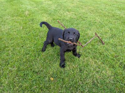 Lovely IKC Registered Purebred Labador puppies in Louth