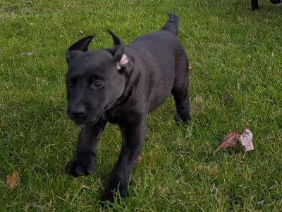 Lovely IKC Registered Purebred Labador puppies in Louth