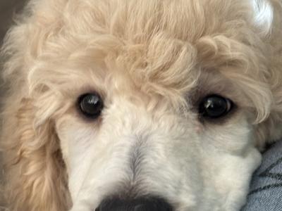 Standard Poodle Puppy IKC Ready . Gorgeous  Male  Ready  <3 NON SHED!