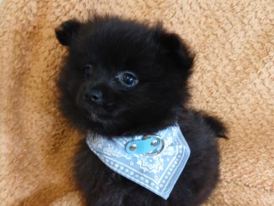 🐾 Black male Pomeranian puppy in Limerick 🐾
