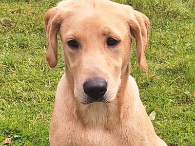 Superb IKC Registered Ftch Lines female Labrador puppy in Leitrim