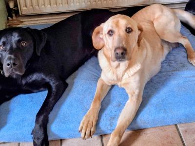 Superb IKC Registered Ftch Lines female Labrador puppy in Leitrim