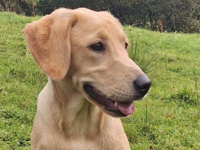 Superb IKC Registered Ftch Lines female Labrador puppy in Leitrim