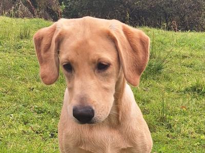 Superb IKC Registered Ftch Lines female Labrador puppy in Leitrim