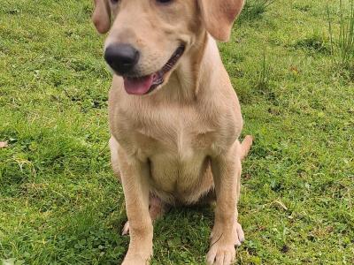 Superb IKC Registered Ftch Lines female Labrador puppy in Leitrim