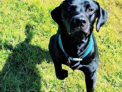 Superb IKC Registered Ftch Lines female Labrador puppy in Leitrim