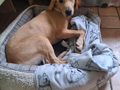 Superb IKC Registered Ftch Lines female Labrador puppy in Leitrim