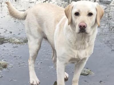 1 female left. Chunky Labrador puppies in Dublin