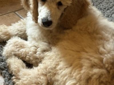 Standard Poodle Puppy IKC Ready . Gorgeous  Male  Ready  <3 NON SHED!