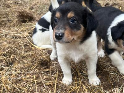 Border Collie puppies for sale in Cork