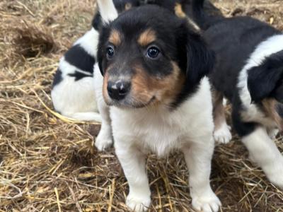2 Border Collie puppies for sale in Cork