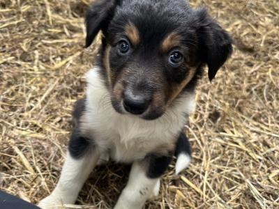 Border Collie puppies for sale in Cork