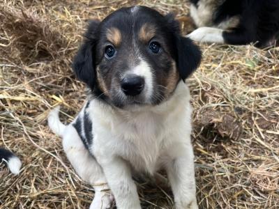Border Collie puppies for sale in Cork