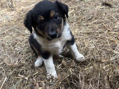 Border Collie puppies for sale in Cork