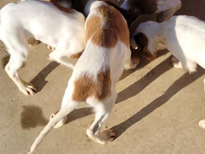 IKC Registered Irish Red & White Setter puppies in Donegal