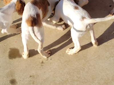 IKC Registered Irish Red & White Setter puppies in Donegal