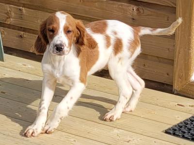 IKC Registered Irish Red & White Setter puppies in Donegal