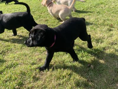 Purebred IKC Registered Black Labrador puppies for sale in Waterford