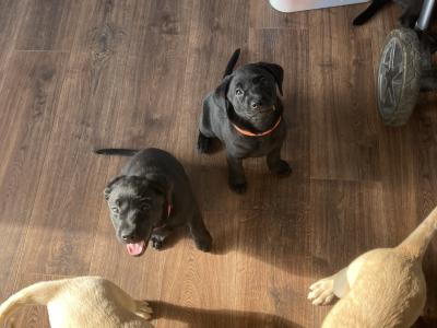 Purebred IKC Registered Black Labrador puppies for sale in Waterford