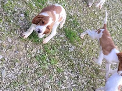 IKC Registered Irish Red & White Setter puppies in Donegal