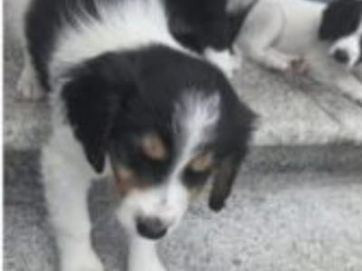 Cavapoo puppies for sale in Kildare