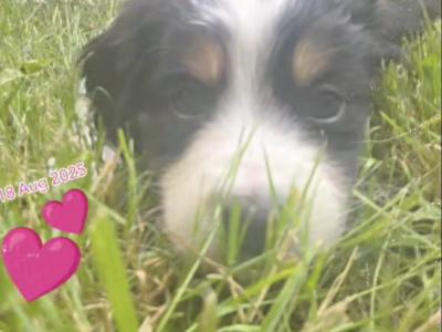 Cavapoo puppies for sale in Kildare