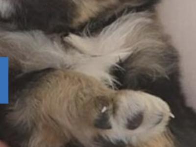 Cavapoo puppies for sale in Kildare