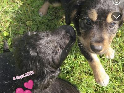 Cavapoo puppies for sale in Kildare