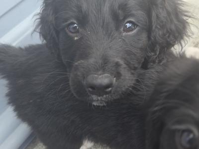 Cavapoo puppies for sale in Kildare