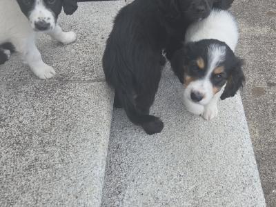 Cavapoo puppies for sale in Kildare