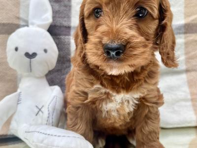 Non Shed Cavapoo puppies available in Cavan
