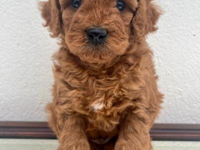 Non Shed Cavapoo puppies available in Cavan