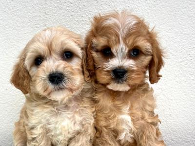 Non Shed Cavapoo puppies available in Cavan