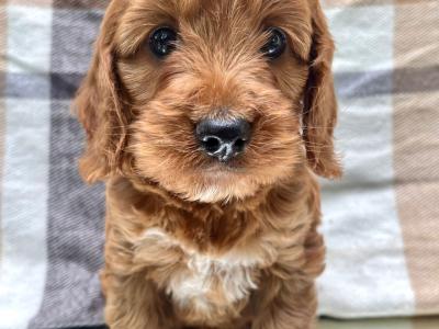 Non Shed Cavapoo puppies available in Cavan