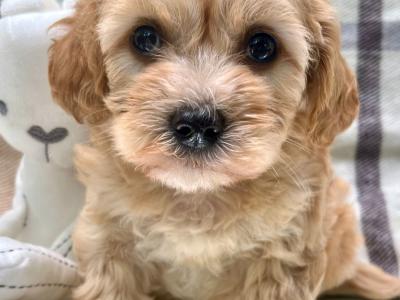 Non Shed Cavapoo puppies available in Cavan