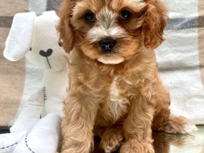 Non Shed Cavapoo puppies available in Cavan