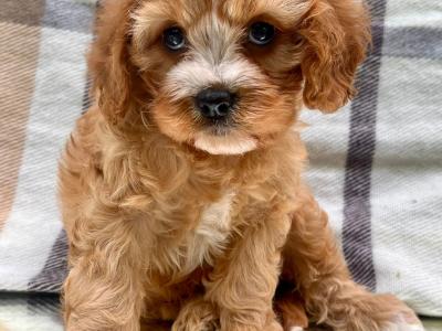 Non Shed Cavapoo puppies available in Cavan