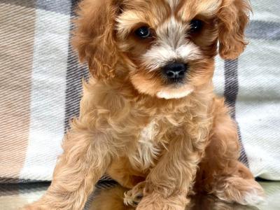Non Shed Cavapoo puppies available in Cavan