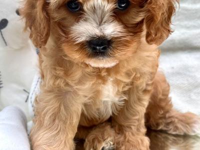Non Shed Cavapoo puppies available in Cavan