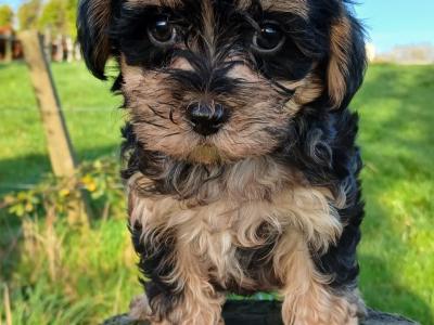 Stunning Vet checked miniature Doodle puppies ready Now in Cavan 💞