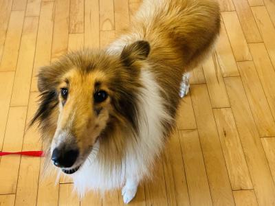 Lilly is a female Rough Collie 6 years old in Kerry