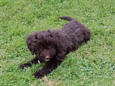 Chocolate Cockapoo puppies0872995135 WhatsApp for video