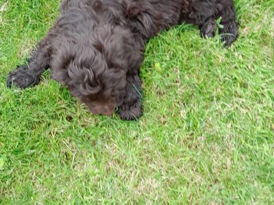 Chocolate Cockapoo puppies0872995135 WhatsApp for video