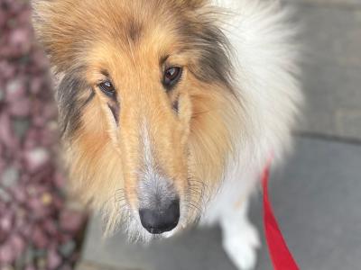 Lilly is a female Rough Collie 6 years old in Kerry