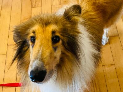 Lilly is a female Rough Collie 6 years old in Kerry