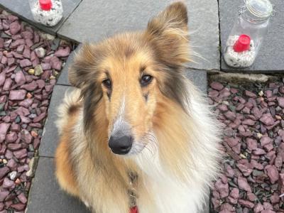 Lilly is a female Rough Collie 6 years old in Kerry