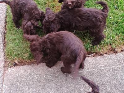 Chocolate Cockapoo puppies0872995135 WhatsApp for video
