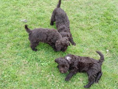 Chocolate Cockapoo puppies0872995135 WhatsApp for video