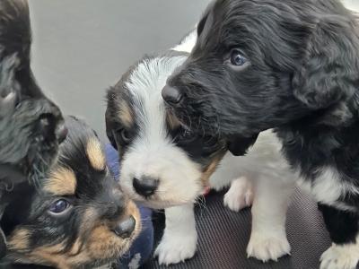 Cavapoo puppies for sale in Kildare